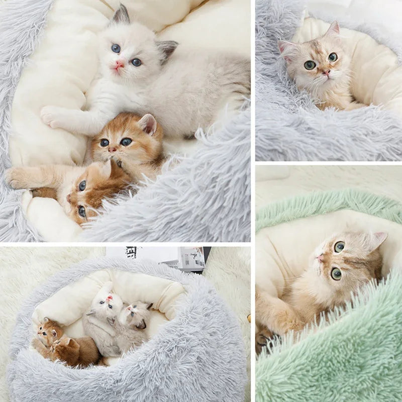 Kitty Dreams